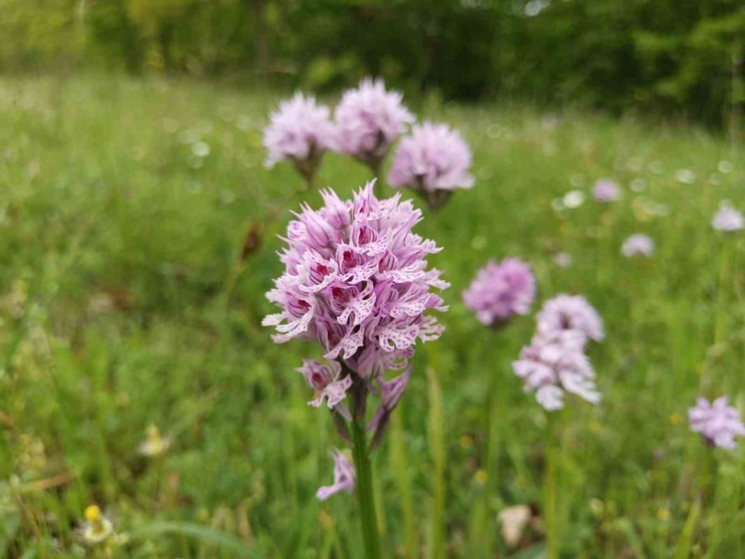 Dönümünden 1 ton ürün alınıyor, kilosu 2 bin TL, üstelik devlet destekli! Hasat başladı, paraya para demiyorlar 4